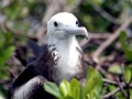 Magnificent Frigatebird