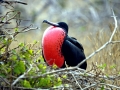 Magnificent Frigatebird