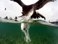 Magnificent Frigatebird