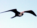 Magnificent Frigatebird