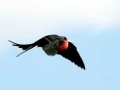 Magnificent Frigatebird