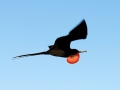 Magnificent Frigatebird