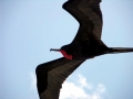 Magnificent Frigatebird