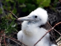 Magnificent Frigatebird
