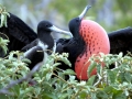 Magnificent Frigatebird
