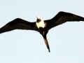 Magnificent Frigatebird