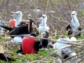 Magnificent Frigatebird