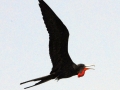Magnificent Frigatebird