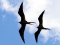 Magnificent Frigatebird