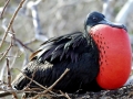 Magnificent Frigatebird
