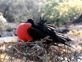 Magnificent Frigatebird
