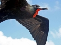 Magnificent Frigatebird