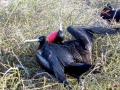 Magnificent Frigatebird
