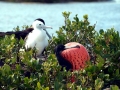 Magnificent Frigatebird