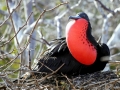Magnificent Frigatebird