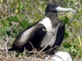 Magnificent Frigatebird