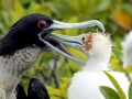 Magnificent Frigatebird
