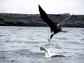 Magnificent Frigatebird