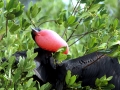 Magnificent Frigatebird