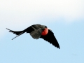 Magnificent Frigatebird