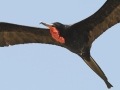 Magnificent Frigatebird