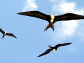 Magnificent Frigatebird