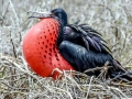 Magnificent Frigatebird