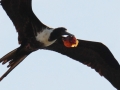 Magnificent Frigatebird