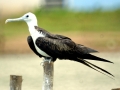Magnificent Frigatebird