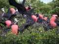 Magnificent Frigatebird