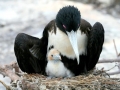 Magnificent Frigatebird