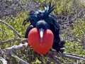 Magnificent Frigatebird