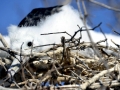 Magnificent Frigatebird