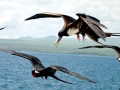 Magnificent Frigatebird