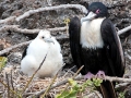 Magnificent Frigatebird