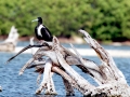 Magnificent Frigatebird