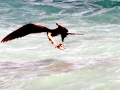Magnificent Frigatebird