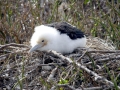 Magnificent Frigatebird