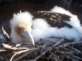 Magnificent Frigatebird