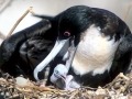 Magnificent Frigatebird