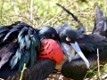 Magnificent Frigatebird