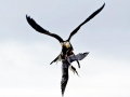 Magnificent Frigatebird