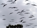 Magnificent Frigatebird