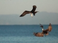 Magnificent Frigatebird