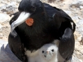 Magnificent Frigatebird