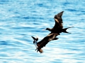 Magnificent Frigatebird