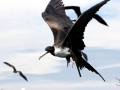Magnificent Frigatebird