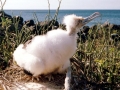 Magnificent Frigatebird