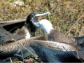 Magnificent Frigatebird