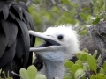 Magnificent Frigatebird